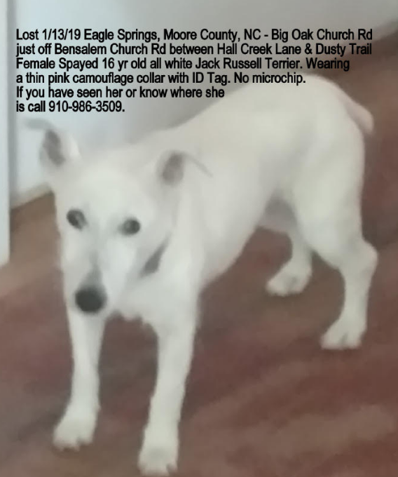 pure white jack russell terrier