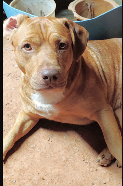 lost dog reddish brown pitbull in