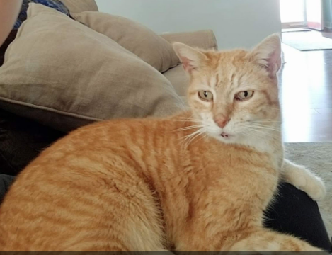 Lost Cat Orange Tabby In Pinehurst Update Found Pets