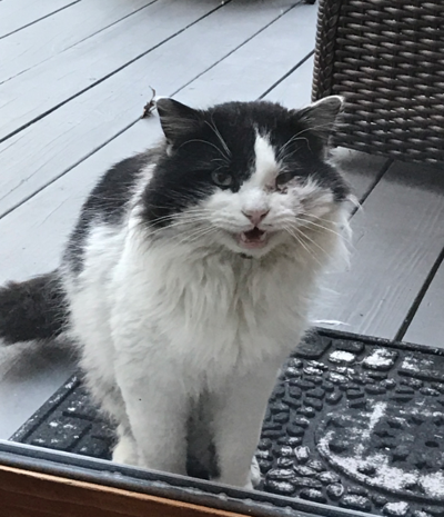 Found Cat Long Haired Black And White Cat In Seven Lakes North