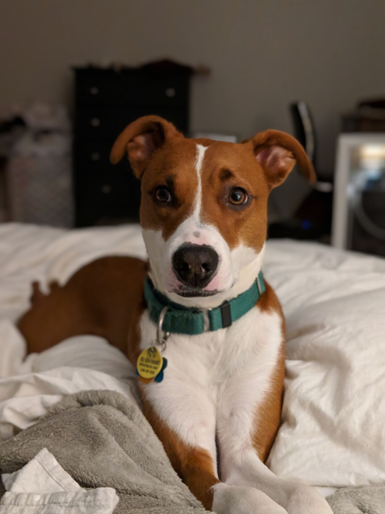 basenji mix