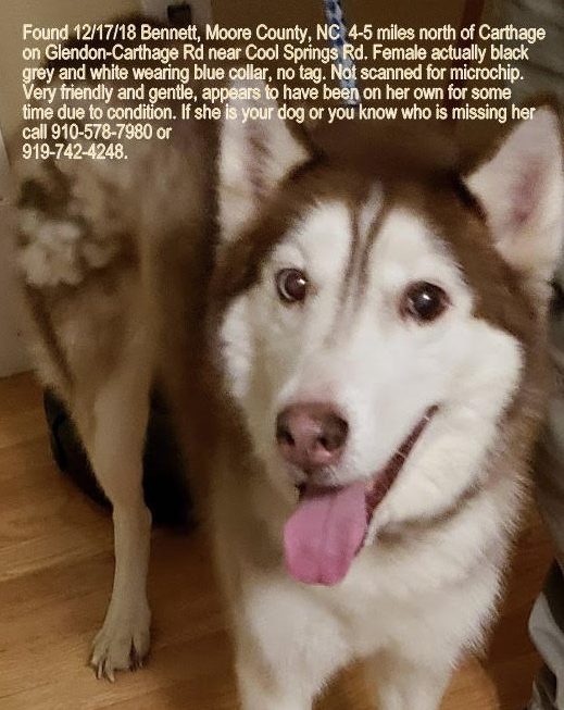 found female husky