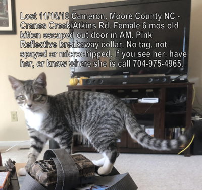 Lost Cat Grey And White Tabby In Cameron Update Found Pets