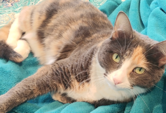 Lost Cat Gray Calico Cat In Carthage Update Found Pets Thepilot Com