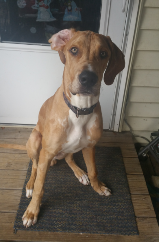Lost Dog, Great Dane Hound Mix in Carthage Pets