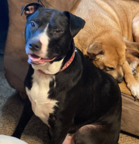 Lost Dog, Black And White Pit/Lab Mix In Cameron | Pets | Thepilot.Com