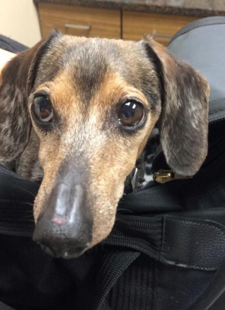 41 Top Images Facebook Lost Pets Orlando : Cleveland, OH - Lost Dogs, Cats & Pets - Home | Facebook