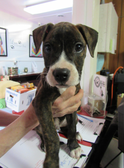 Found Dog Brindle Boxer Or Pitbull Mix In Carthage Update