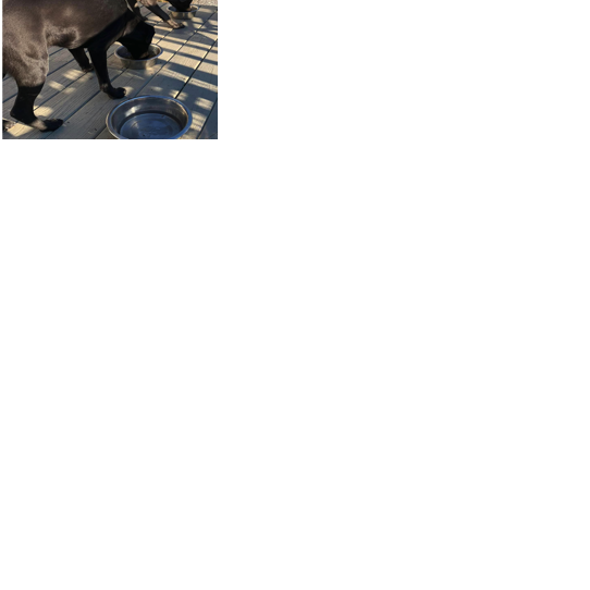 Found Dogs, Two Lab Mixes in Carthage (proof of ownership required to ...