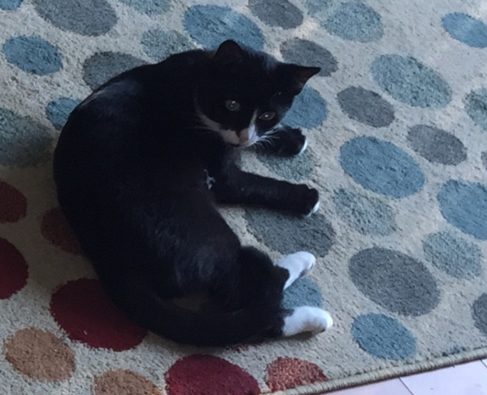 Lost Cat, Black and White Cat in Cameron (Stanton Hill Road) | Pets ...