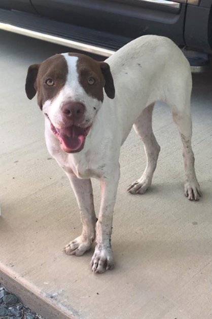 Found Dog, White and Brown Pit/Hound Mixed Breed in Eastwood | Pets