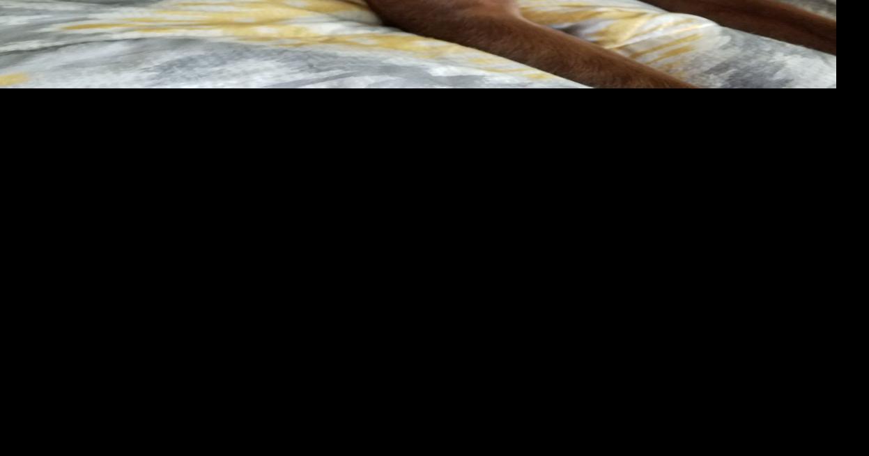 Lost Dog, Chocolate Lab Boxer Mix in West End | Pets | thepilot.com