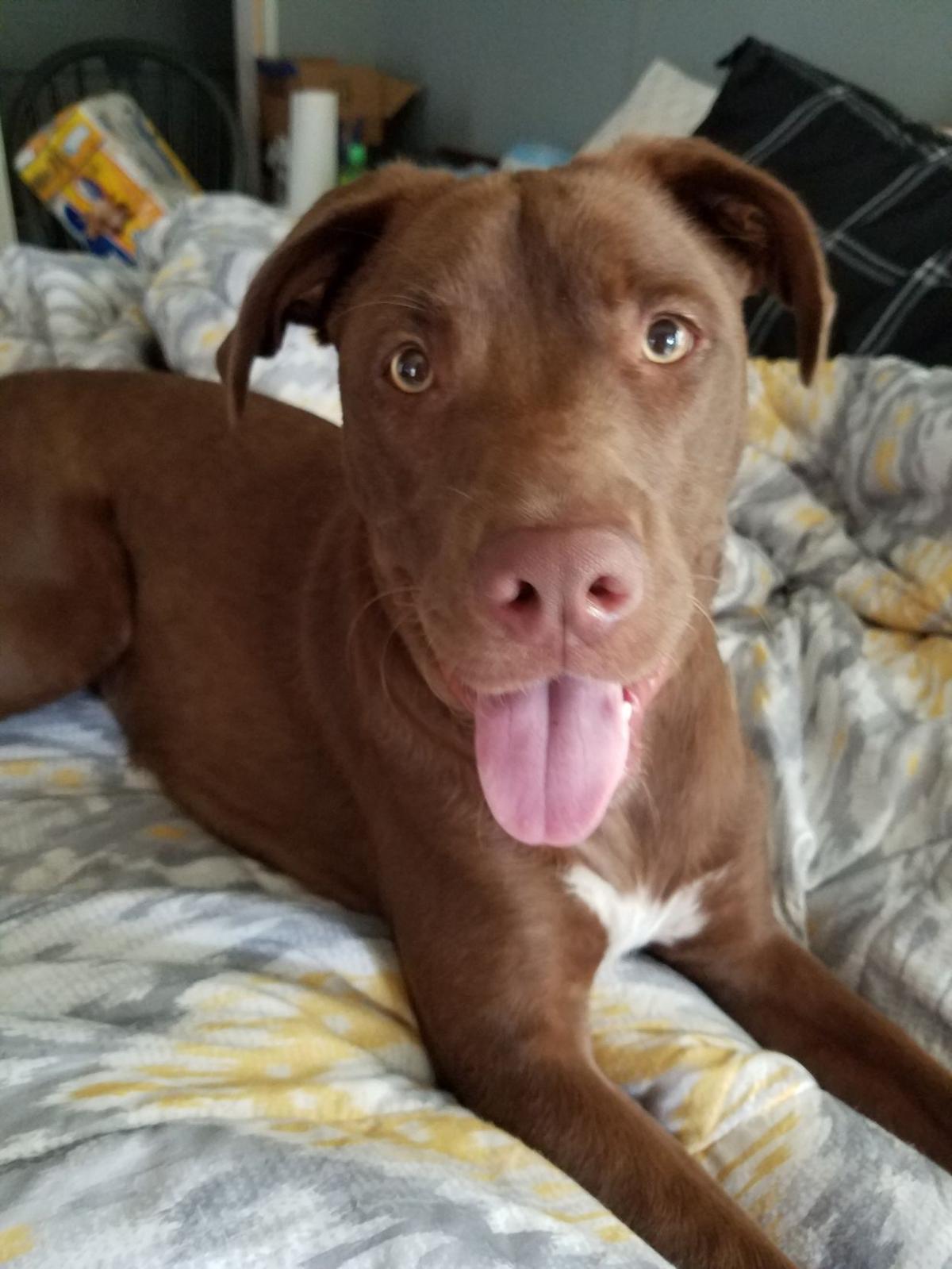 Lost Dog, Chocolate Lab Boxer Mix in West End Pets
