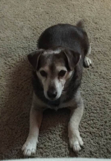 chocolate jack russell puppies