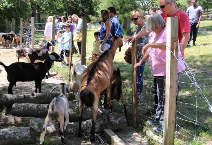 Spring Farm Day Gallery