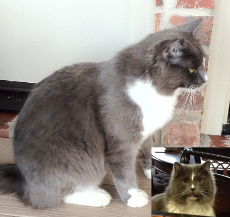 Lost Cat, Gray and White Tuxedo Cat in Pinehurst UPDATE ...