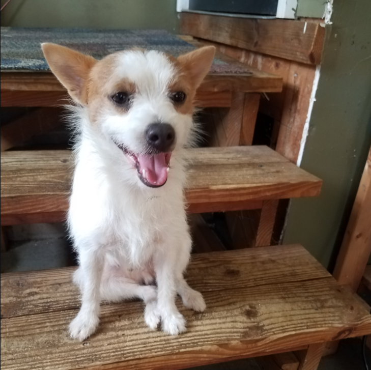 Found Dog Light Brown And White Wire Haired Terrier In Carthage