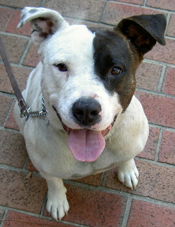 Jack Russell-Pitbull Mix Found | Pets | thepilot.com