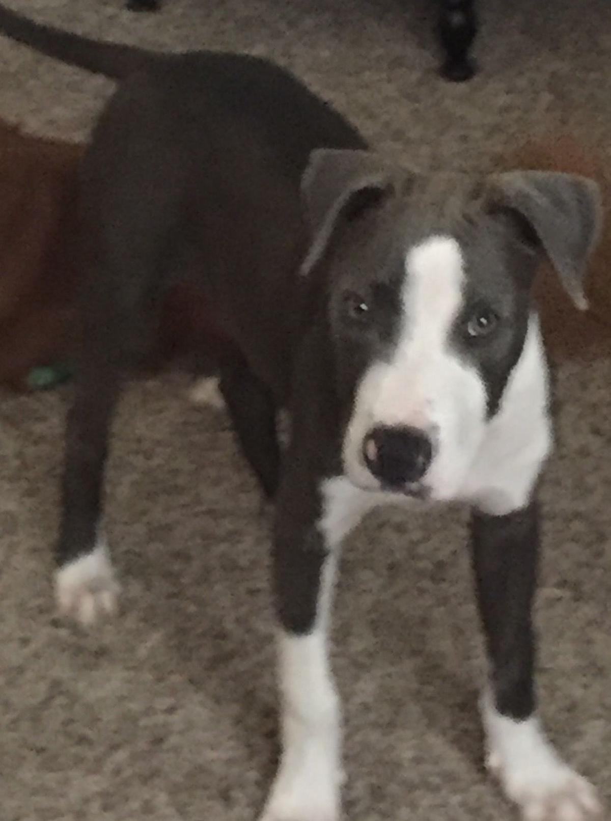 Found Dog, Grey and White Mixed Breed in Pinehurst/Aberdeen Pets