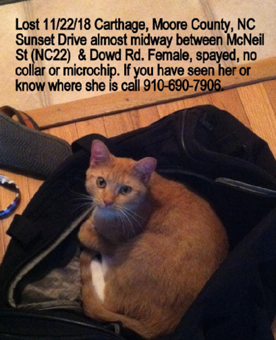 Lost Cat Orange And White Cat In Carthage Pets Thepilot Com