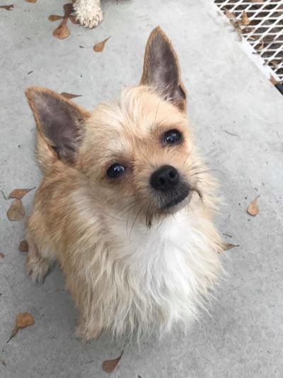 Pet of the Week: Laredo