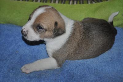 Lost Dogs Two Boxer Shepherd Mix Dogs On Moore Lee County Line Update Found Pets Thepilot Com