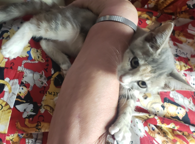 Found Cat Gray Calico Kitten In Cameron Pets Thepilot Com