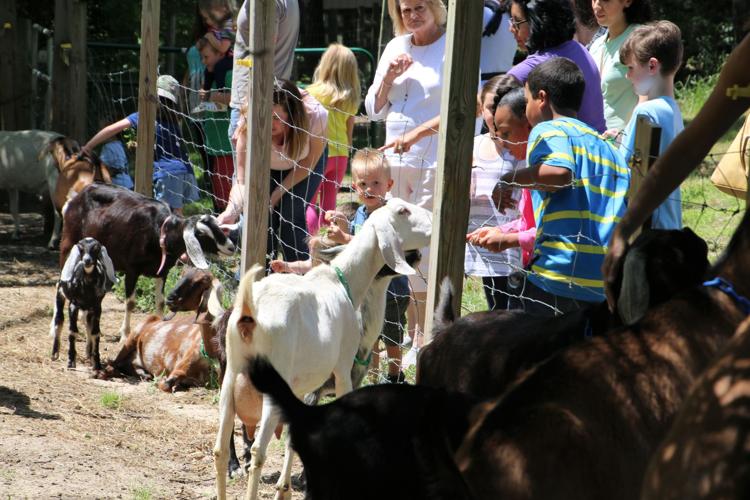 Spring Farm Day Gallery