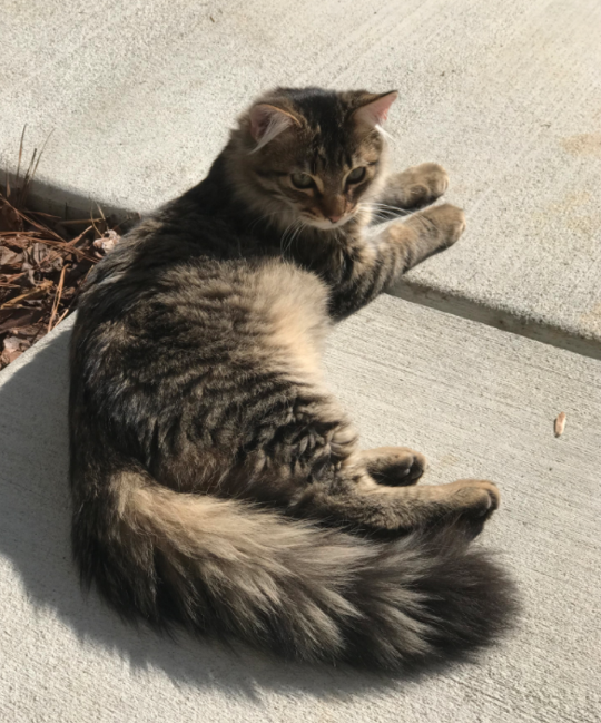 Lost Cat, Long Haired Gray Tabby in Pinehurst (Village Acres) Pets