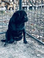 Lost Dog, Pug in Robbins, Spies