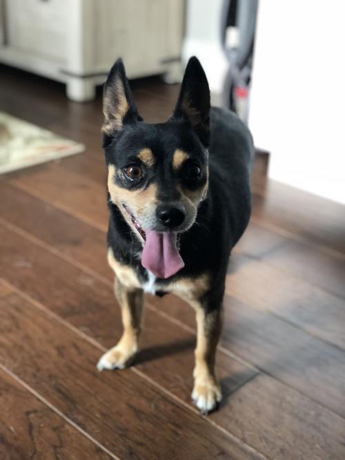 Found Dog Black Brown Chihuahua Mix In Whispering Pines Pets Thepilot Com
