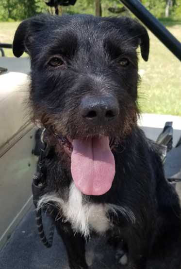 white wire haired dog