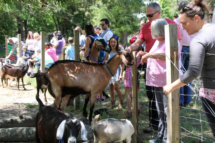 Spring Farm Day Gallery