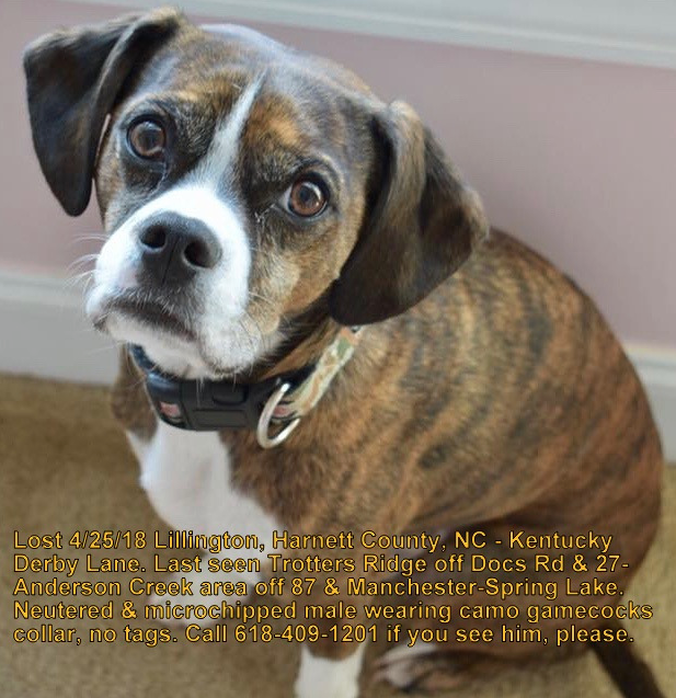 Boggle Dog Pitbull Boxer Beagle Mix Jack Russell Boston Terrier