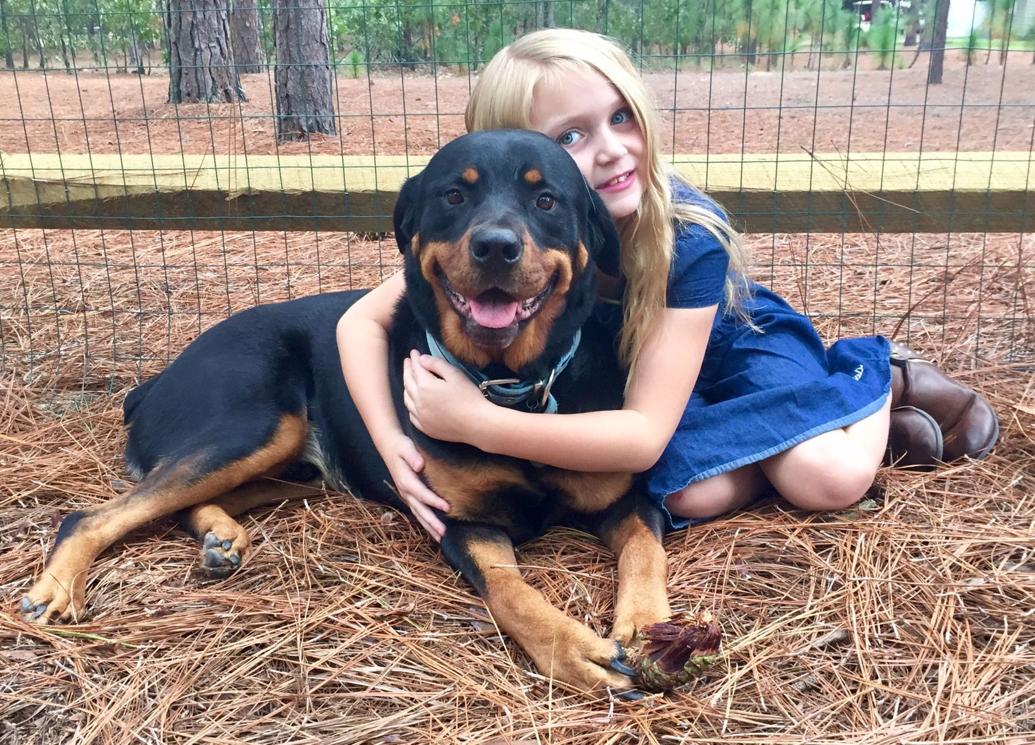 Lost Dog: Black Rottweiler, South Knoll Road, Southern Pines UPDATE ...