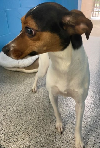 Tricolor hotsell terrier mix