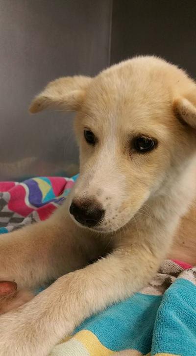 Found Dog Cream Colored Aussie Mix in Aberdeen UPDATE: REHOMED Pets