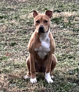 Lost Dog, Brown and White Pitbull in Carthage UPDATE: FOUND | Pets ...