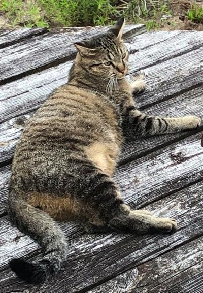 Lost Cat Large Grey Black Tabby In West End Reward Pets Thepilot Com