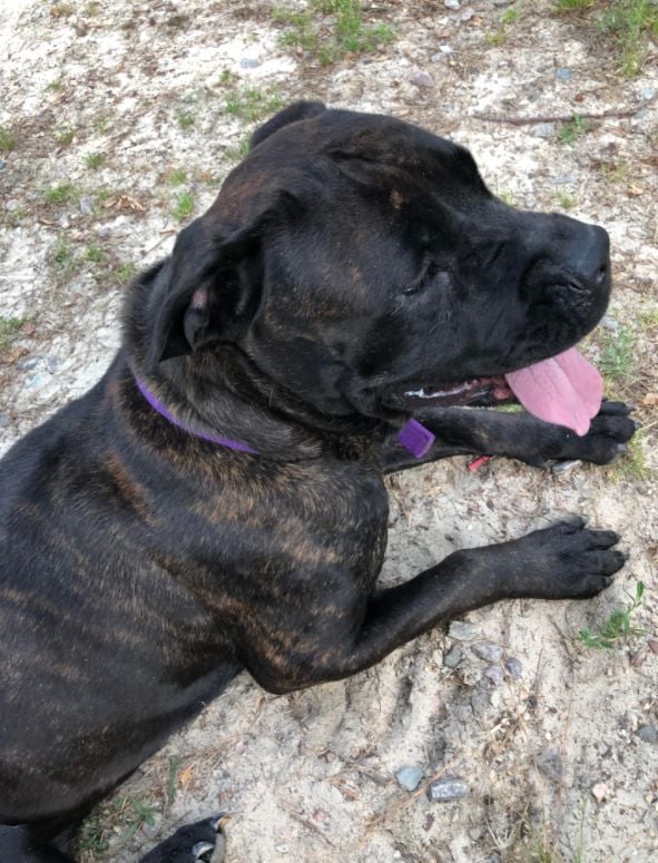 Black sales brindle mastiff