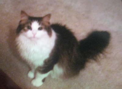 Lost Cat White And Brown Long Haired Cat In Southern Pines