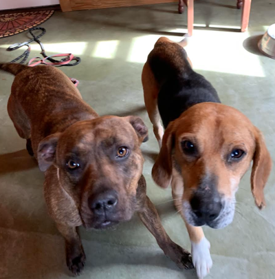 Found Dogs Pinehurst