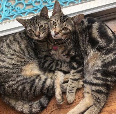Lost Cats Two Brown And Black Cats In Pinehurst Village Acres Pets Thepilot Com