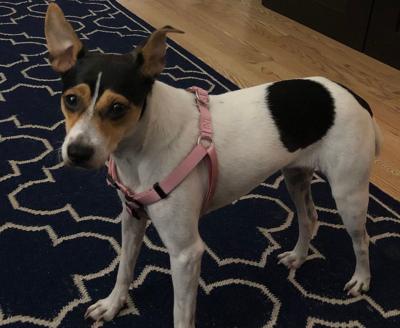 Lost Dog Jack Russell Chihuahua Mix In Seven Lakes North Note Shy Update Found Pets Thepilot Com