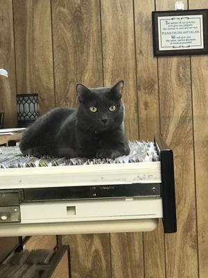 Longleaf Animal Hospital Pet Pet Boarding Services Southern Pines Nc Thepilot Com