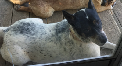 Lost Dog White And Black Heeler Mix In Seagrove Pets Thepilot Com