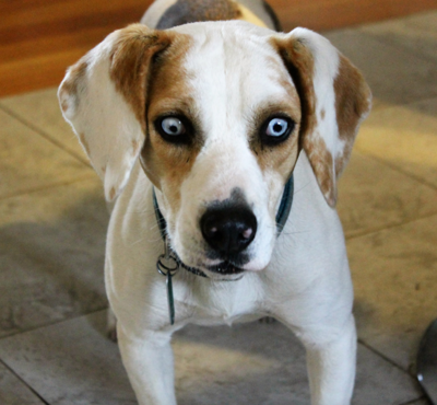 Lost Dog Blue Eyed Beagle Mix near Union Pines UPDATE FOUND