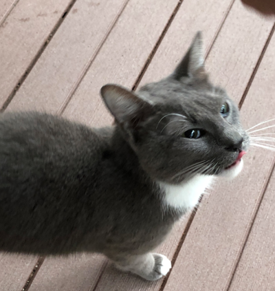 Found Cat Young Dark Gray White Cat In Pinehurst Pets