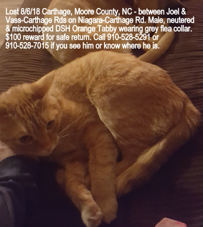 Lost Cat Orange And White Tabby In Cameron Pets Thepilot Com