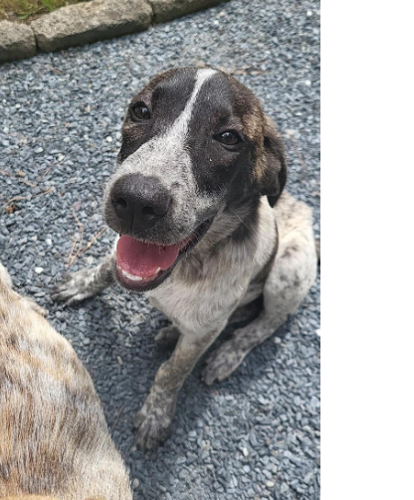 Pointer hound mix store dog